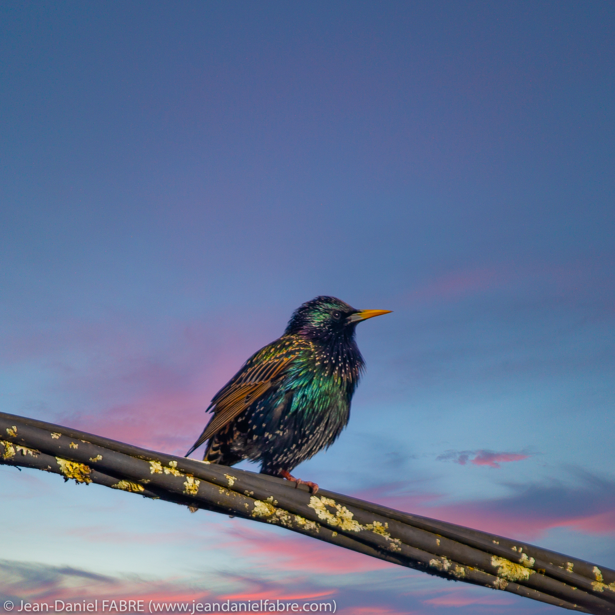 2021 04 02 IMG 9080 Modifier web jeandanielfabre1