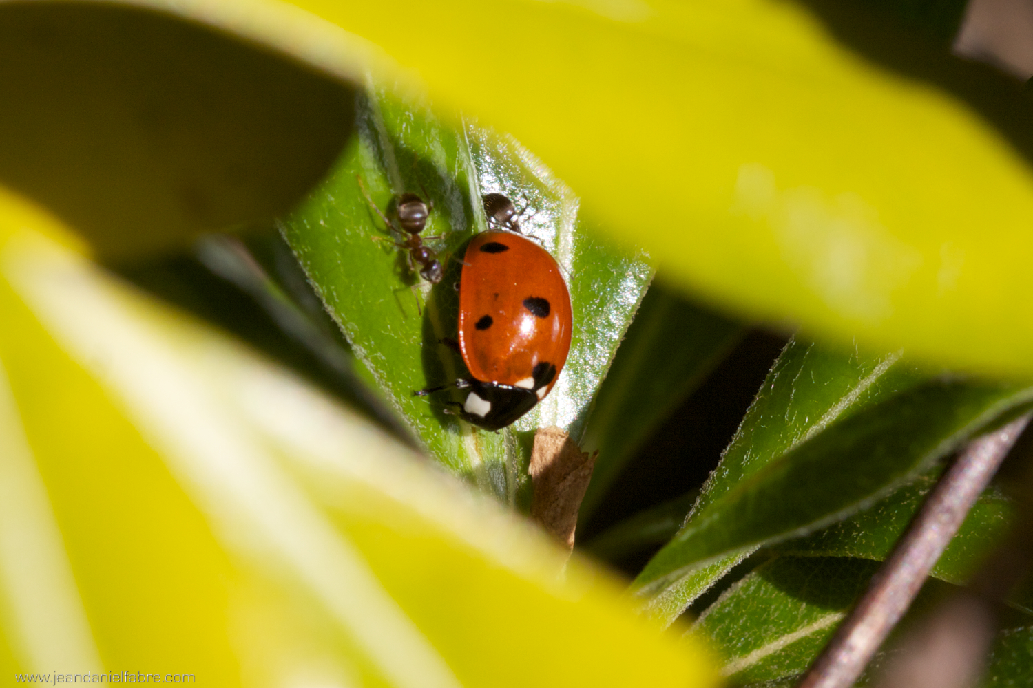 Coccinelle